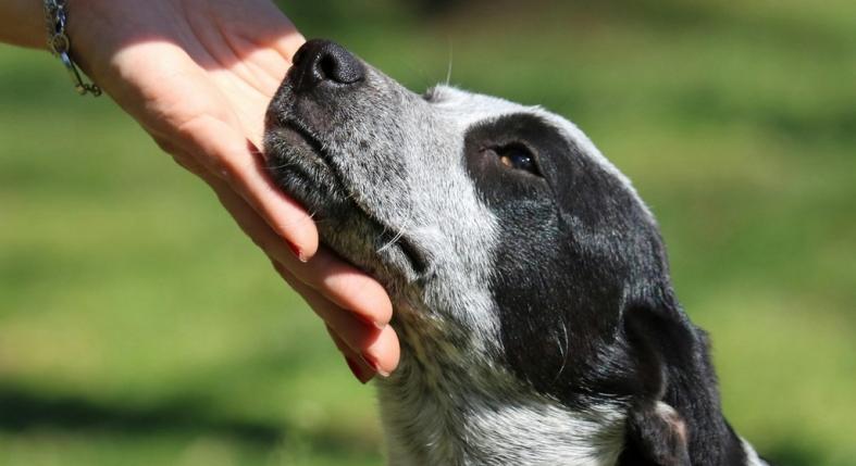 Ha ezt csinálja simogatás közben a kutyád, valójában kényelmetlenül érzi magát