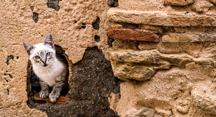 Egy fotós Japán kóbor macskáit örökítik meg: biztosan mosolyra fakasztanak a képek