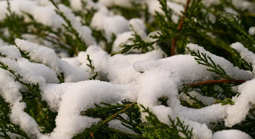 Tuják hónyomás ellen – kötözés és támasztás lépésről lépésre