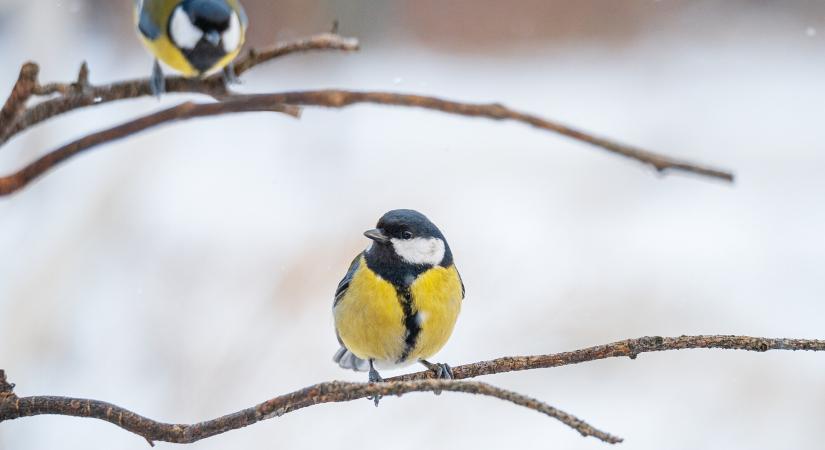 Hétvégétől visszatér a zord hideg – Mínusz 10 fok alá süllyedhet a hőmérséklet