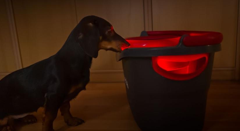 Ha ilyen tisztítószerrel mosol fel, akkor biztosan bepiszkít a kutyád