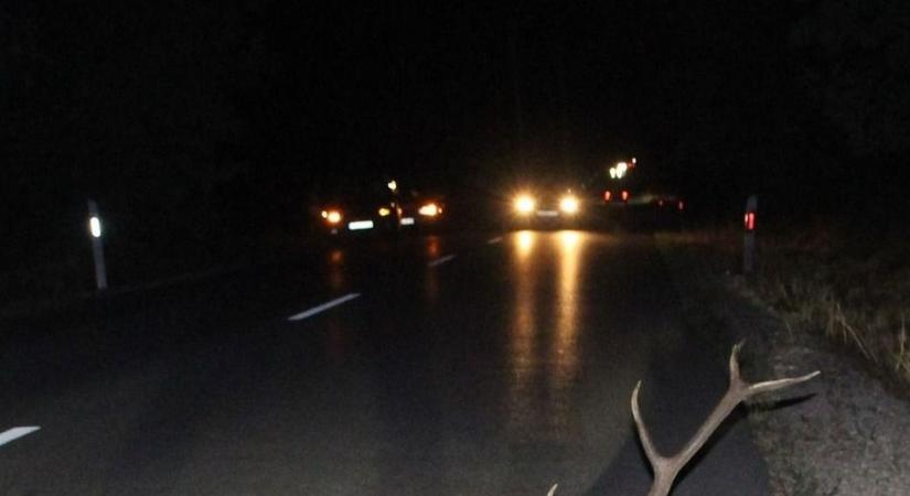 Az utak szórása állatok életébe is kerülhet – és az autód is bánhatja!