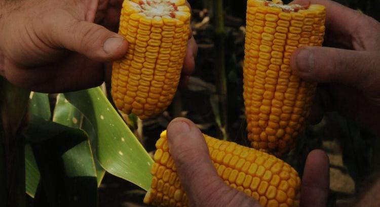 A kukoricakísérletben is egyre több az öntözött helyszín