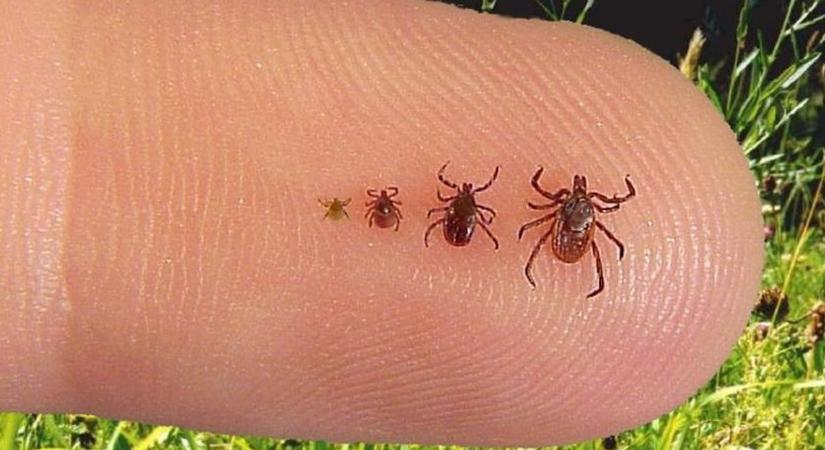 Kullancsok télen: a nagy fagyok tényleg „kitakarítják” őket?