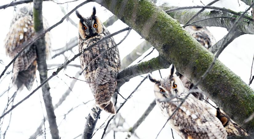 Bagolyfesztivál, szánkóparti és újévi koncertek – vérpezsdítő programok a fagyos hétvégére