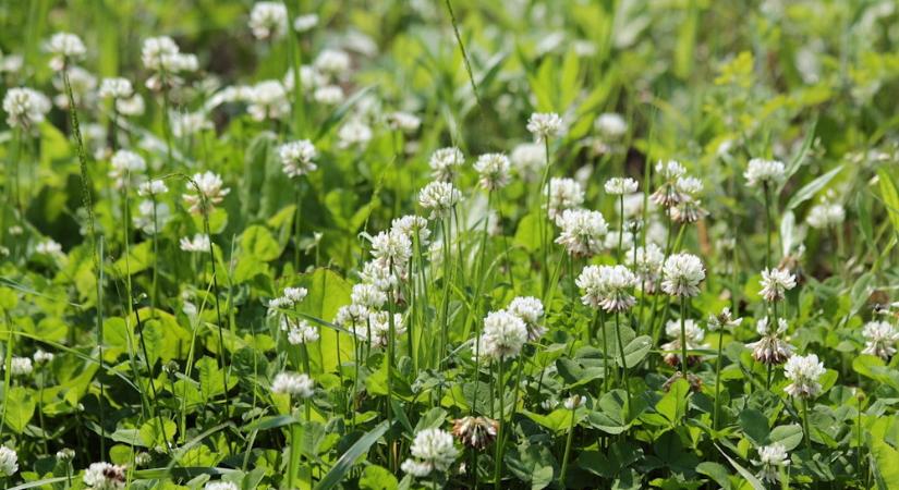 Lóherés gyep a kertben: zöldebb, kevesebb munkával – de valóban ilyen egyszerű?