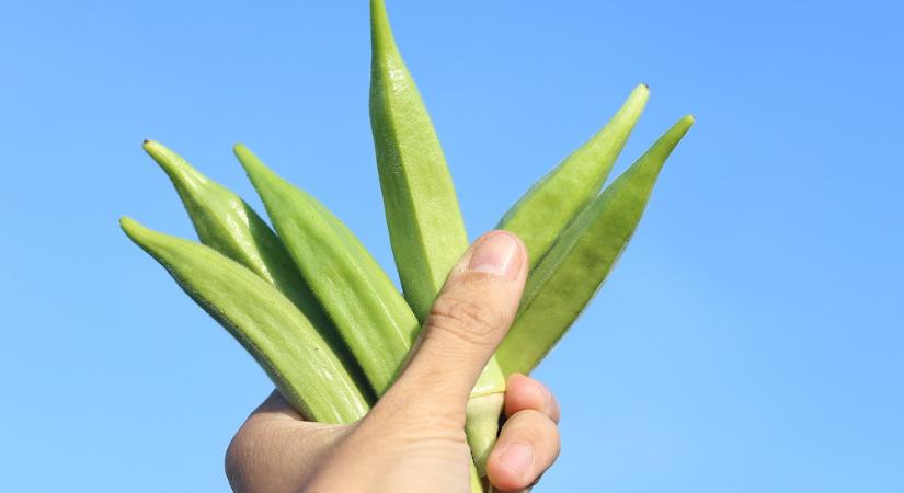 Miért nyálkás az okra? – A növény túlélési trükkje a konyhában