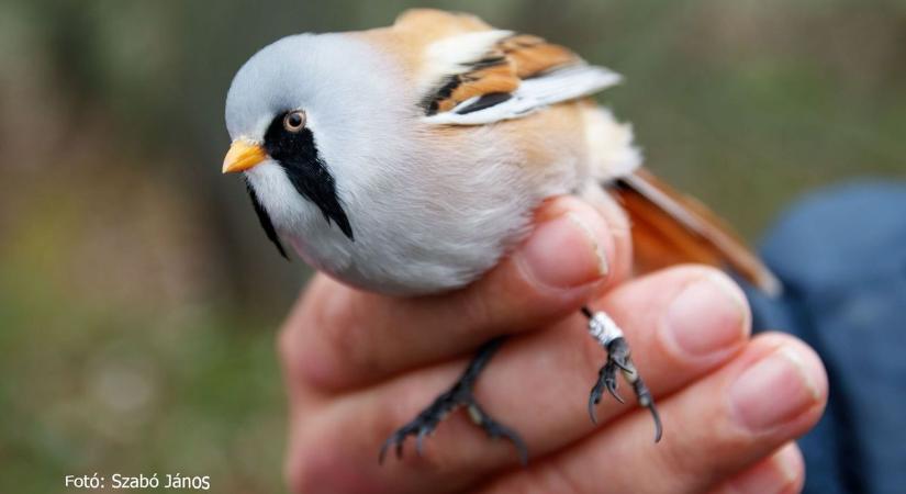 Vár a Gerecse kapuja - az idei év első madárgyűrűzése