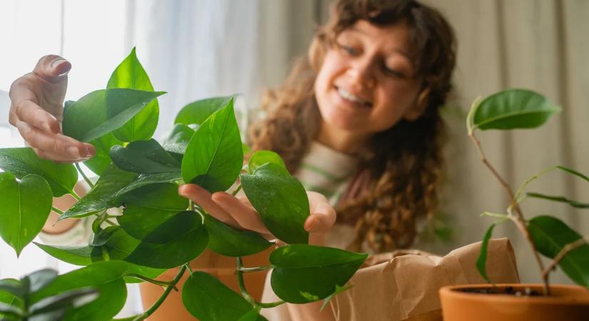 Ez az 5 szobanövény észrevétlenül tisztítja a lakás levegőjét
