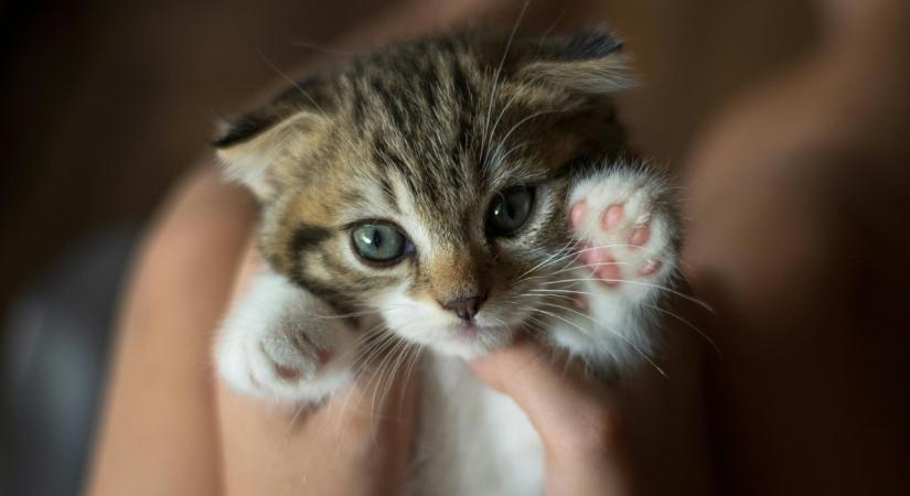 Így él örökké a család elhunyt macskája: "Minden alkalommal „köszönt”, amikor felfelé megyek"