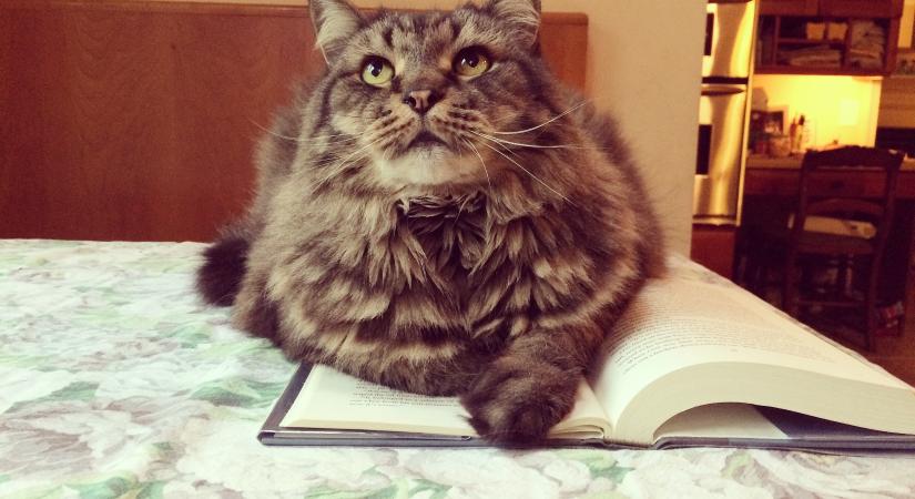 Miért fekszik rá, és érint meg mindent a macskád, amit használtál?