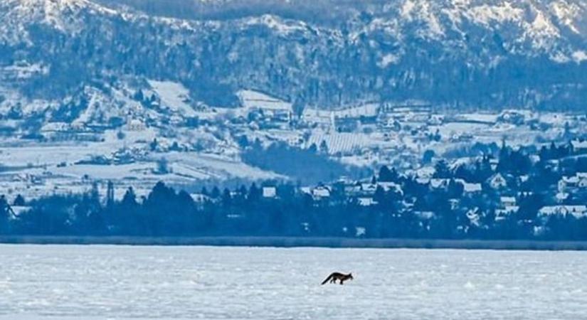Vuk a jégen: egy róka hódította meg a Balatont