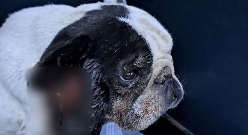 A halál torkából hozták vissza Vincentet újévkor a kutyavédők