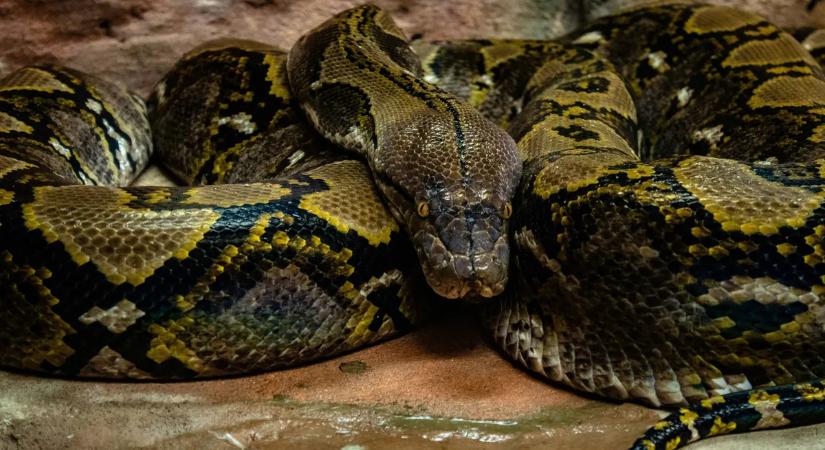 Rémálom az ágyban: óriáskígyó mászott egy nőre