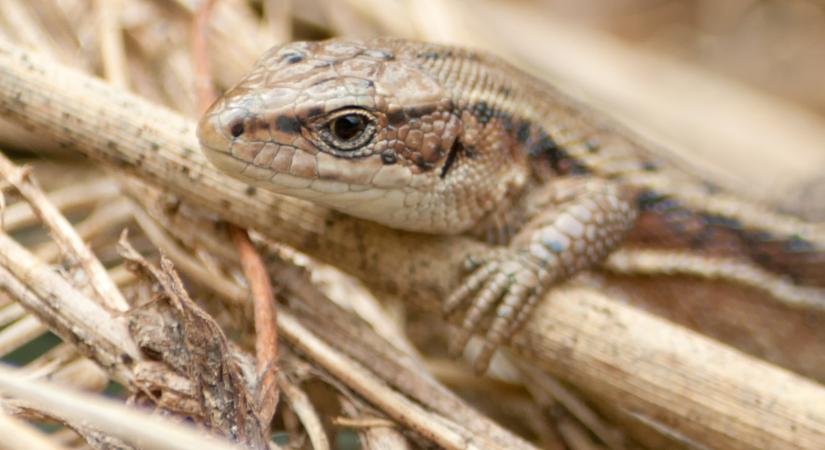 Íme 2026 év vadvirága és hüllője: az Alföld titkos csodája és a klímaváltozás vesztese is főszerepet kapott