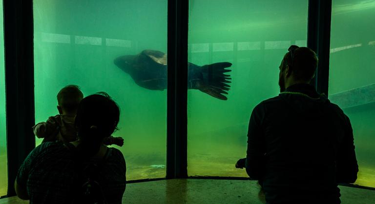 Nem várt állatokkal bővült a Fővárosi Állatkert, a Fővárosi Nagycirkuszt sejtik a háttérben