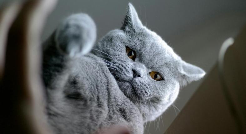 Miért változik meg hirtelen a macska viselkedése?