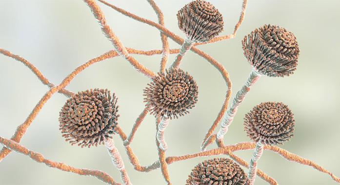 Élelmiszerek és mikotoxinok - Mennyire veszélyesek a láthatatlan gombák?