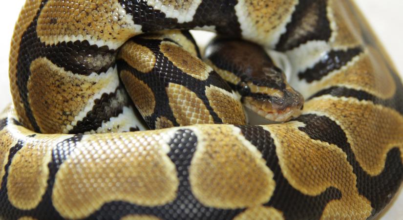 Arra ébredt az ausztrál nő, hogy egy óriási piton fekszik a mellkasán