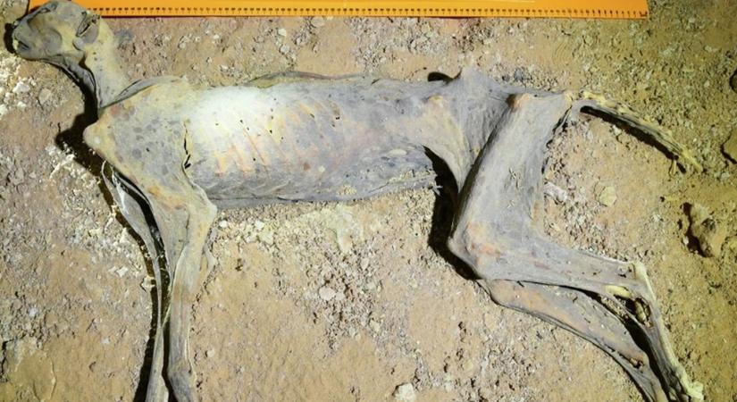 Ritka állatmúmiákra bukkantak Szaúd-Arábiában