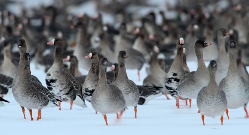 Ezért tűntek el a vadludak az Öreg-tóról