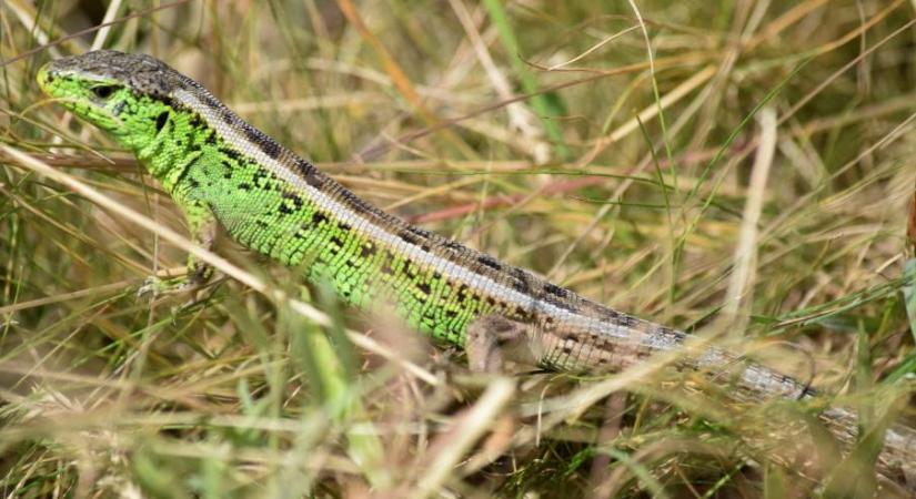 A fürge gyík az év hüllője 2026-ban