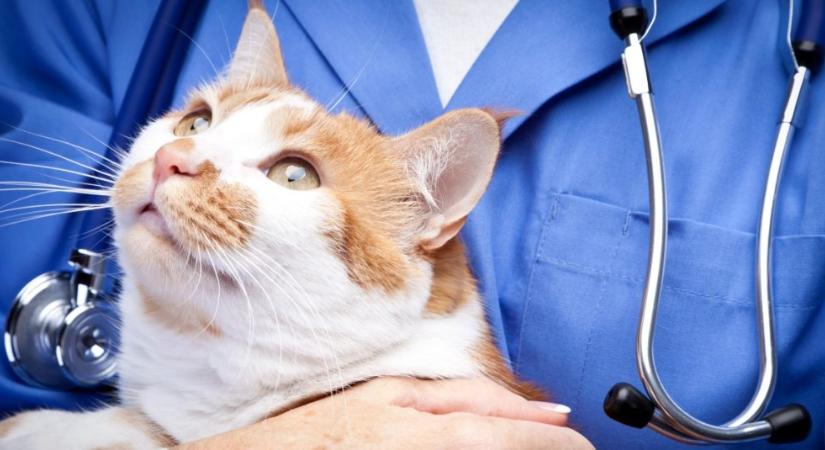 Az orvos is megdöbbent, mit mutatott a röntgen a cica szájában