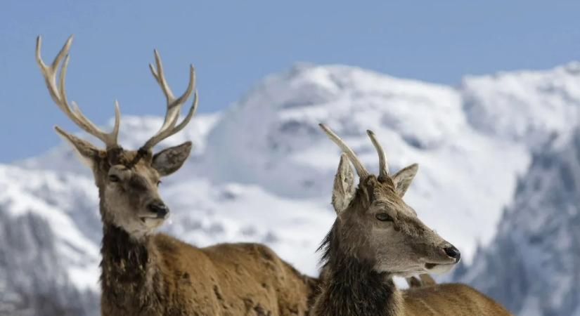 Hétvégi kirándulást terveztek a családdal? Itt a tökéletes úti cél, ahol a természet találkozik az alpesi életmóddal