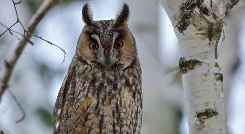 Mintha őriznék a várost: soha nem látott bagolysereg telelt be a belvárosba