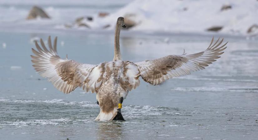 Elbűvölte az állatokat a hó és a jég világa: ilyen most a Balaton - galéria