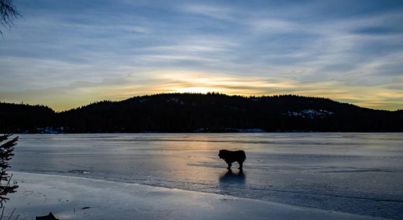 Világhírre tettek szert a tűzoltók, akik kutyát mentettek a jeges Dunából: videón a megható eset