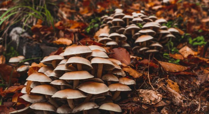 A csoportos csiperke egy viszonylag ritkán termő faj