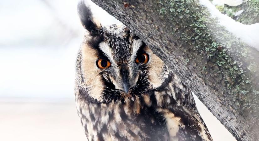 Különleges téli vendégek költöztek egy gimnázium udvarára