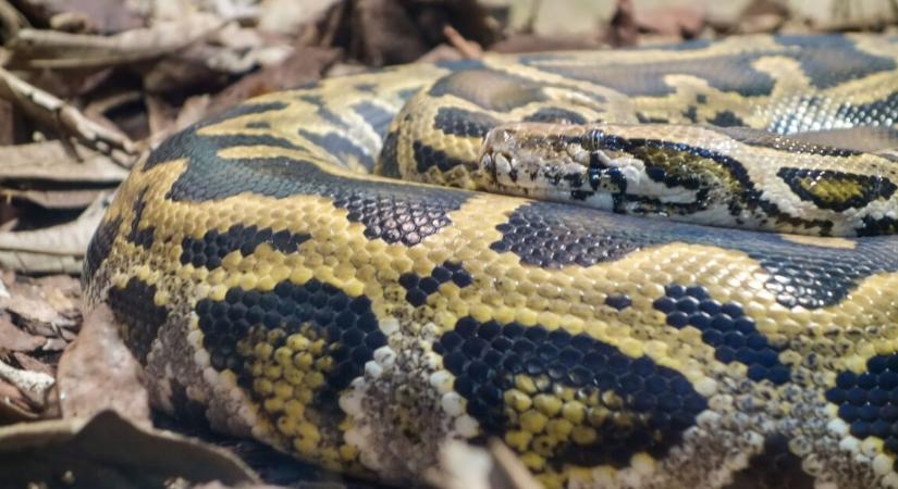 Egy nő arra ébredt, hogy egy 2,5 méteres piton fekszik rajta