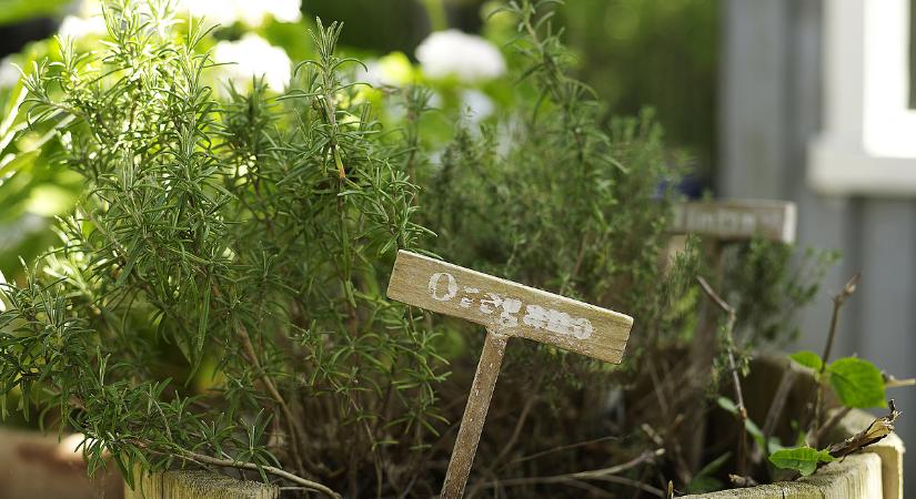 Ez nem az olasz ételek napja: néhány órája a paradicsomszószt, most egy fontos fűszert hívott vissza a fogyasztóvédelem
