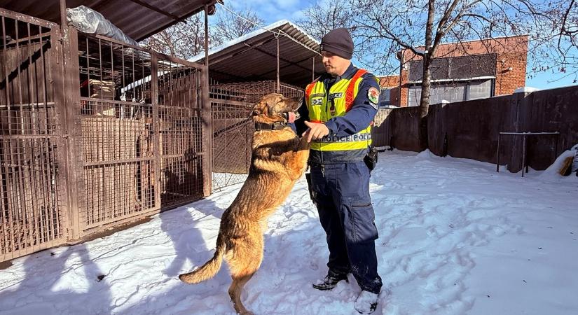 Így maradnak fittek a zalai rendőrkutyák télen, a kutyatartók is példát vehetnek! (galéria)