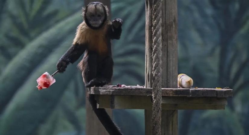 Ebben az állatkertben az állatok is kapnak jégkrémet – videó