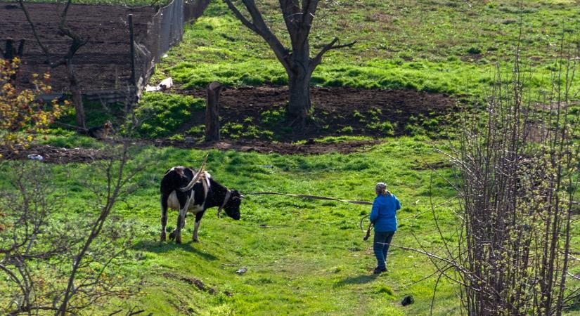 Tejválság: egy ország, ahol 95%-kal csökkent a háztáji szarvasmarhák száma