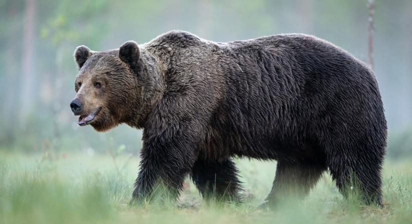 Medvék és emberek Szlovákiában - Biztos, hogy a medvék kilövése a megoldás?