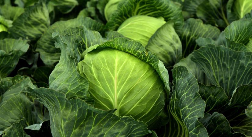 Óriási túlkínálat van a káposzta piacán Ukrajnában