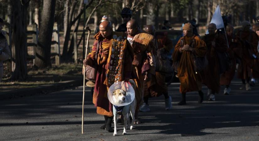 Megműtötték Alokát, a „békekutyát”, aki 80 napig gyalogolt buddhista szerzetesekkel