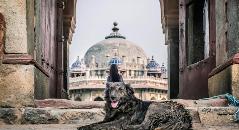 Utak, falvak, falkák – hogyan váltak India utcai kutyái városi területvédőkké