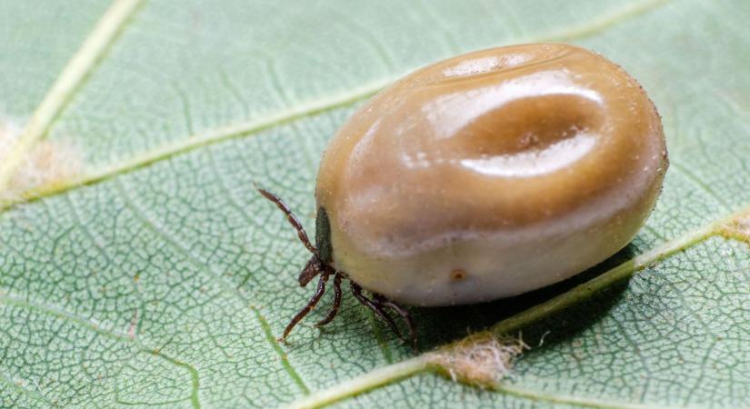 Megállíthatja-e a hideg a kullancsokat? – mutatjuk mire számíthatunk tavasszal!