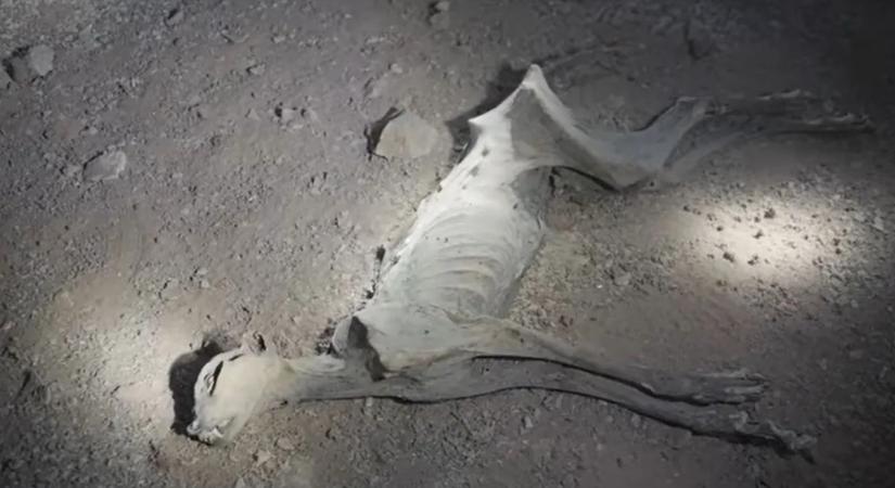 Ritka mumifikálódott állatokra bukkantak - videó