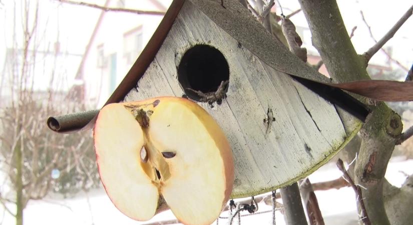 Három kulcstényező a madarak védelmében