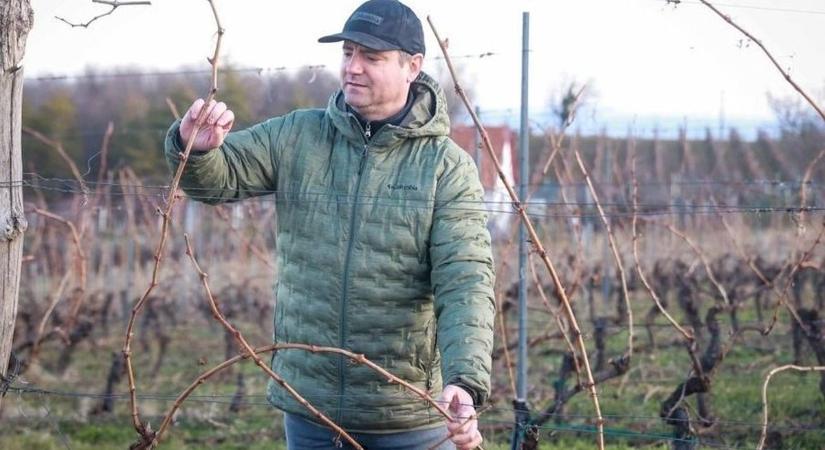 Metszenének, de nincs, aki dolgozzon: nehéz helyzetben a szőlősgazdák