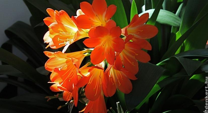 Szobaliliom (klívia) teleltetése és gondozása: így virágzik télen!