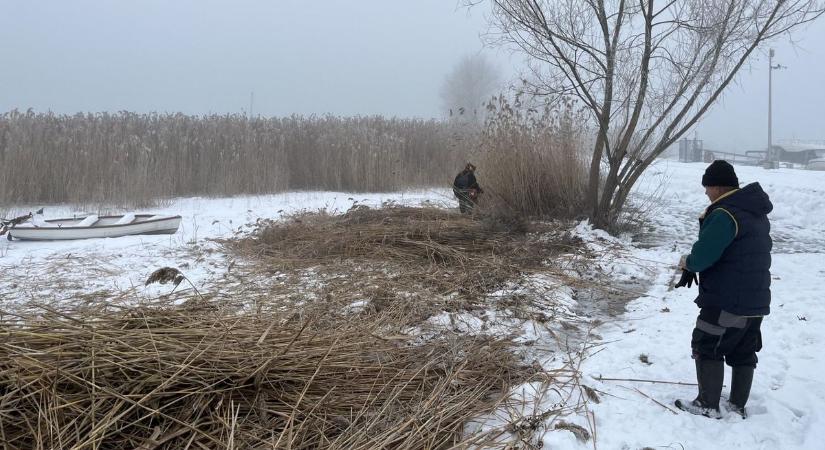 Hosszú idő után újra le lehetett vágni a nádat Alsóörsön