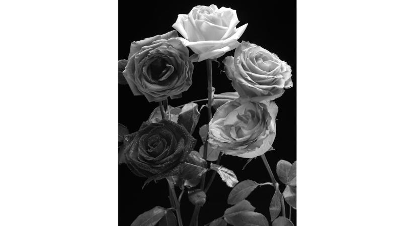 Személyiségteszt: ráérez, melyik a vörös rózsa? Most kiderül, milyen az intuíciója szerelmi ügyekben!