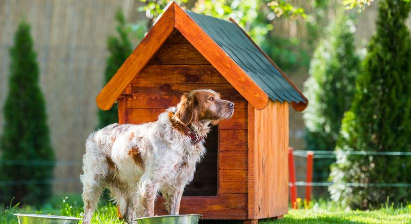 Új kutyaházakat vásárolna az ASKA: most te is segíthetsz!